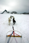 Alaska - Skagway: Denver Glacier - on a dogsled (photo by Robert Ziff)