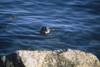 Alaska - Glacier bay - lonesome seal - photo by E.Petitalot