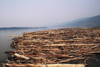 Alaska - Yukon river: trunks along the banks - photo by E.Petitalot