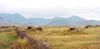 Albania / Shqiperia - Kopliku, Shkodr county: Hoxha's not so wild mushrooms - bunkers - photo by M.Torres