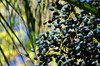 Biskra, Algeria / Algrie: cluster of dates on a palm tree - photo by M.Torres | grappe de dattes sur un palmier