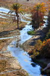 Biskra, Algeria / Algrie: Oued El Abiod - stream and palm trees - photo by M.Torres | Oued El Abiod - chenal superficiel et palmiers