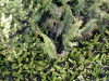 Amsterdam island, TAAF: ferns cover the forest floor - photo by F.Lynch