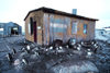 Petermann Island: Gentoo Penguins around a basic survival hut erected by the Argentines in 1950's, providing essential food and shelter for marooned explorers - photo by R.Eime