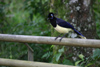 Argentina - Iguazu Falls (Misiones province): exotic bird - photo by N.Cabana