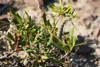 Argentina - Caleta Horno - Baha Gil (Chubut Province): caterpillar - photo by C.Breschi