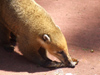 Argentina - Iguazu Falls - Ring-tailed coati - Coatimundi - hog-nosed coon - Nasua nasua - images of South America by M.Bergsma