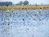 Argentina - Cauelas (Buenos Aires province): wetlands along national route 3 (photo by Captain Peter)