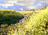 Israel - Hadera: colours of spring (image by Efi Keren)