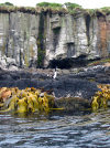 Auckland islands - Enderby Island: coast - an Auckland Shag (Phalacrocorax [campbelli] colensoi) is visible on the volcanic rocks above the kelp (seaweed) - photo by M. Murphy (in P.D.)