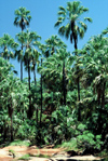 Australia - Palm Valley west of Alice Springs (NT) - photo by  Picture Tasmania/Steve Lovegrove