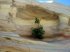 Australia - Porcupine Gorge NP (Queensland): impossible tree - photo by Luca Dal Bo