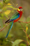 Pemberton - near Gloucester Tree (WA): Wild Parrot - photo by B.Cain