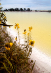 south of Hyden (WA): Yellow Salt Pond and Wild Flowers - Outback - photo by B.Cain