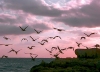 Australia - Milyering - Cape Range NP (WA): birds - photo by Luca dal Bo