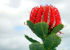 Australia - Fitzgerald River NP (WA): flower - Collets Road  - photo by Luca dal Bo