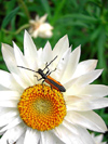 Australia - Porongorup NP (WA): flower and insect - photo by Luca dal Bo