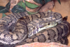 Australia - South Australia: Diamond Python - photo by G.Scheer