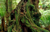 Tarra Bulga National Park, Victoria, Australia: forest tree - photo by G.Scheer