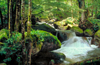 Yarra Ranges, Victoria, Australia: Yarra Ranges Cascades and forest - photo by G.Scheer