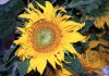 Austria - Drnstein in der Wachau: sun-flower - Sonnenblume - Helianthus annuus (photo by F.Rigaud)