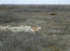 Azerbaijan - Salyan rayon: Shirvan National Reserve / Shirvan Nature Reserve / Shirvan National Park / Sirvan dvlat qorugu - Goitered Gazelle, aka Jeyran - Jeiran - Gazella subgutturosa at the entrance - fauna - wildlife of the Caucasus - photo by F.MacLachlan