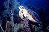 Bahamas - New Providence - Nassau: hawksbill turtle (photo by K.Osborn)