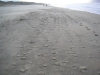 Belgium - De Haan - North Sea (West Flanders / West-Vlaanderen): windswept beach (photo by A.Kilroy)