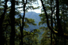 Bhutan - Paro dzongkhag - mountains and the forest on the way to Taktshang Goemba - photo by A.Ferrari