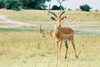 Chobe National Park, North-West District, Botswana: antelopes posing for the camera - Aepyceros melampus - savannah - photo by C.Engelbrecht