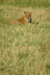 Chobe National Park, North-West District, Botswana: lioness relaxing and watching - photo by J.Banks