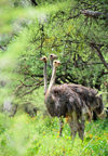 Gaborone Game Reserve, South-East District, Botswana: female Ostriches in the woodland - Struthio camelus - a harem of three hens - photo by M.Torres