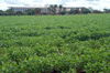 Brazil / Brasil - Dourados: soya fields and Dourados Park Hotel / campos de soja - agricultura (photo by Marta Alves)