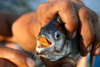 Brazil / Brasil - Urubu river / Rio Urubu: pirana / piranha / piraa (photo by N.Cabana)