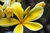 Bujumbura, Burundi: yellow Frangipani flower - Plumeria - photo by M.Torres