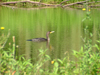 Vineland - Niagara Region, Ontario, Canada / Kanada: cormorant in a pond - Canadian fauna - photo by R.Grove