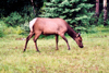 Canada / Kanada - Jasper National Park, Alberta: caribou grazing - Rangifer tarandus - photo by M.Torres