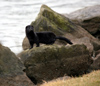 Canada - Ontario - American Mink on a rock - Mustela vison - fauna - photo by R.Grove