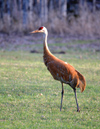 Canada - Ontario - Sandhill crane - Grus canadensis - fauna - photo by R.Grove