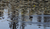 Canada / Kanada - Saskatchewan: duck and reflection in the water - photo by M.Duffy