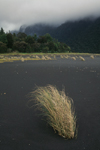 Aisn region, Chile: grass in tidal zone  beach and temperate rain forest in northern Patagonia, west of La Junta - overcast weather - photo by C.Lovell