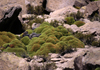 Lauca National Park, Arica and Parinacota region, Chile: strange native plant grows in the above 11,000 feet in the altiplano - photo by C.Lovell