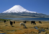 Lauca National Park, Arica and Parinacota region, Chile: alpacas graze on the verdant shores of Lago Chungar, below Mt. Parinacota (20,800 ft) - Norte Grande - photo by C.Lovell