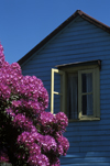 Santa Virginia, Valdivia, Los Ros, Chile: purple rhododendron and blue house  village in the Rio Calle Calle valley - photo by C.Lovell