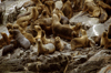 Aisn region, Chile: colony of southern sea lions on a rock in the temperate rain forest - Otaria flavescens - photo by C.Lovell