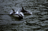 Aisn region, Chile: Delfin austral - Peale's Dolphins breach along the Pacific Coast west of La Junta  Patagonian fauna - photo by C.Lovell