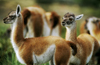 Torres del Paine National Park, Magallanes region, Chile: baby guanacos  wild camelid - Lama guanicoe  UNESCO Biosphere reserve - Chilean Patagonia - photo by C.Lovell