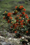 Torres del Paine National Park, Magallanes region, Chile: firebush flowers - Notro close up - Embothrium coccineum - Patagonian flora - photo by C.Lovell