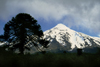 Villarrica Volcano National Park, Araucana Region, Chile: Araucaria tree silhouette and snow covered Lanin Volcano - Araucaria Araucana - Lake District of Chile - photo by C.Lovell