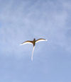 22 Christmas Island: Golden Bosun in flight rim lit (photo by B.Cain)